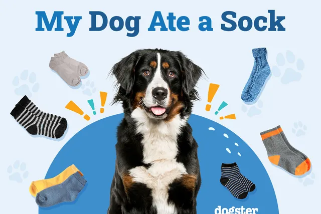 My Dog Ate a Sock, What Should I Do? 4 Vet-Approved Steps