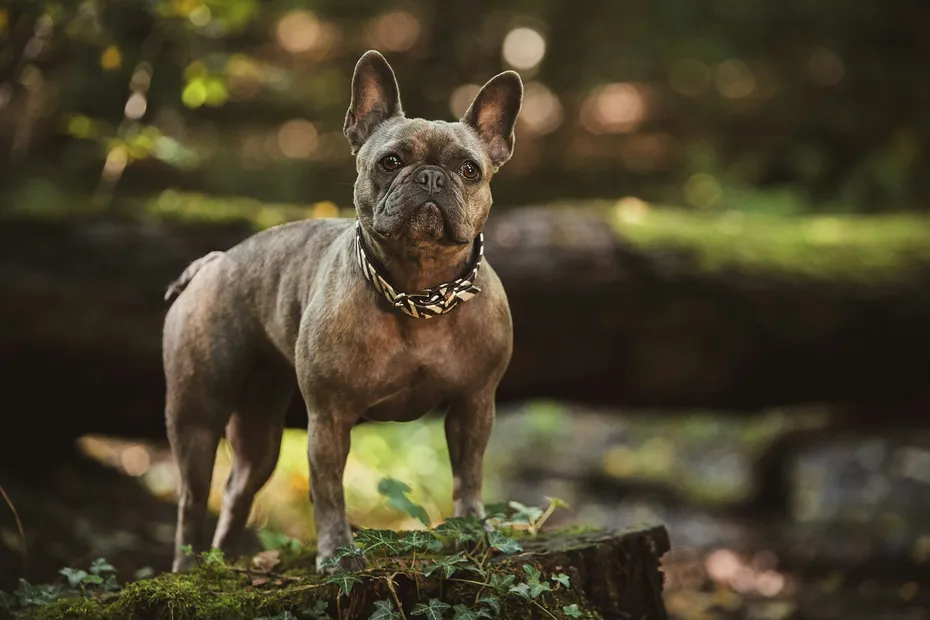 french bulldog with collar in the Forest