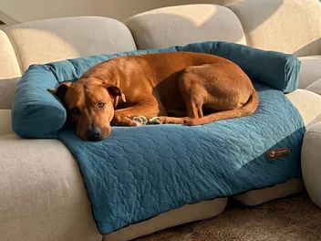 Pelsbarn HeatRelief Cooling Sofa Bed: A Smarter Way to Keep Your Dog Cool This Summer