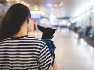 Flying With an Anxious Dog: 9 Vet-Approved Tips