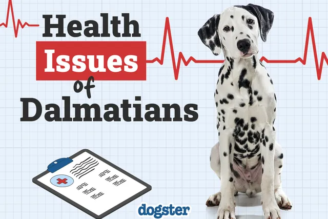 10 Common Health Problems in Dalmatians: Vet-Approved Health Facts & FAQs