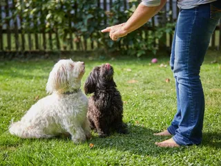 Should I Train My Dog Myself or Hire a Dog Trainer? Vet-Reviewed Pros & Cons