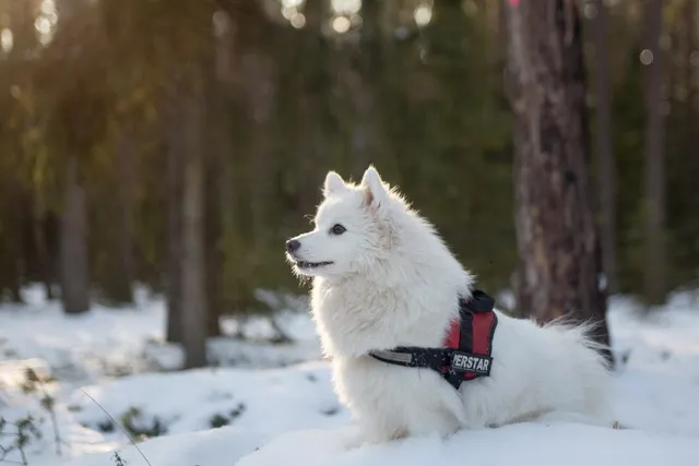 Do Dogs Feel the Cold? Coat Types & Tips to Keep Them Warm