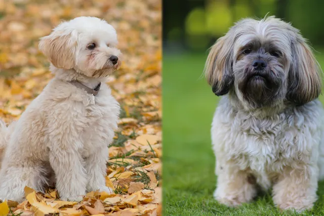 Kyi-Leo Dog Breed: Info, Pictures, Care, & Facts
