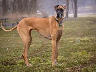 Fawn Great Dane: Info, Pictures, Origin & History