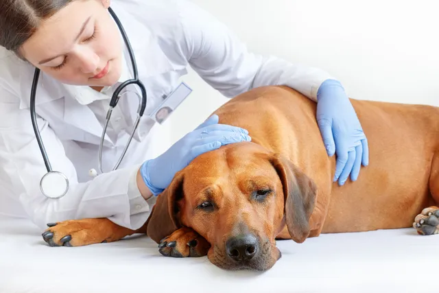 Kennel Cough in Dogs: 8 Home Remedies (Vet Answer)