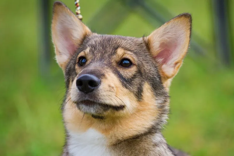 swedish vallhund dog close up