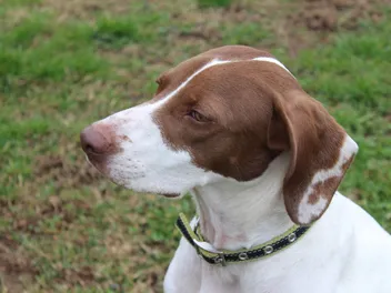 Braque Saint-Germain Dog Breed: Info, Pictures, Care Guide & Traits