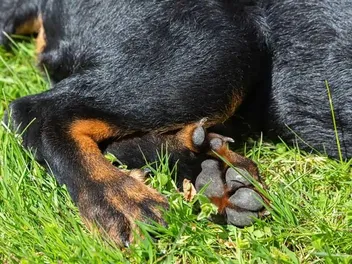 Why Do Dogs Have Dewclaws? Vet-Approved Facts & FAQ