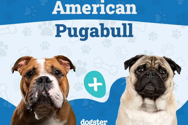 American Pugabull Dog Breed: Info, Pictures, Care, & Facts