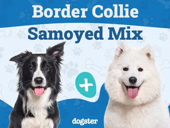 Border Collie Samoyed Mix: Info, Pictures, Care & More