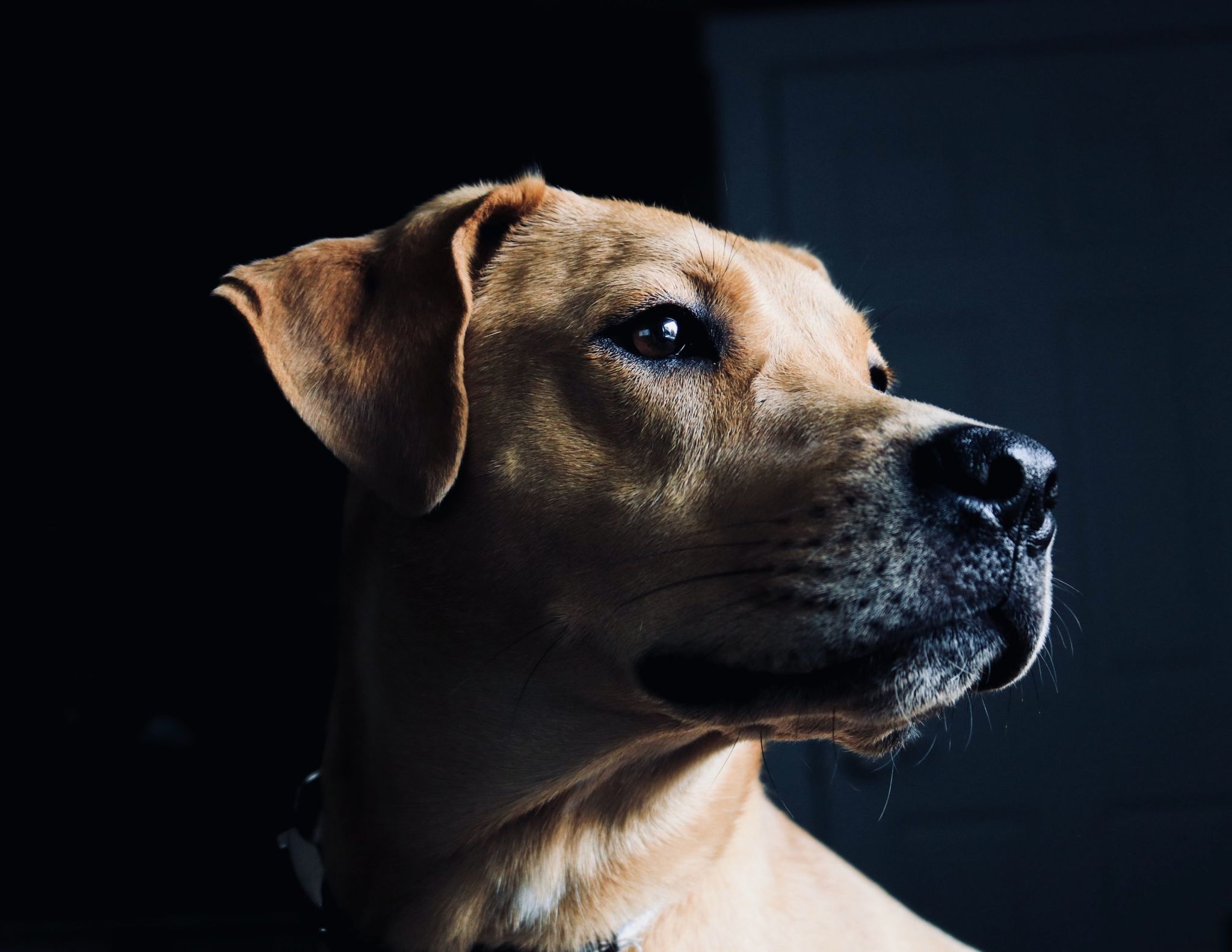Cretan Hound Dog Breed: Info, Pictures, Care & More