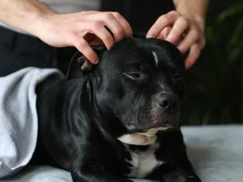 Dog Massage: Vet-Approved Techniques & How to Guide