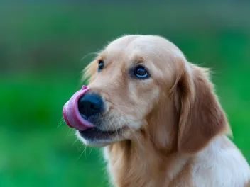 My Dog Keeps Licking His Lips & Swallowing: 9 Reasons Why (Vet Answer)
