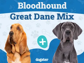 Bloodhound Great Dane Mix: Info, Pictures, Care & More