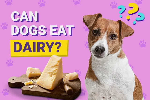 Can Dogs Eat Dairy? Vet-Verified Nutritional Guide & FAQ