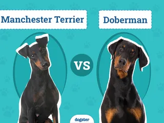 Manchester Terrier vs Doberman: The Differences (With Pictures)