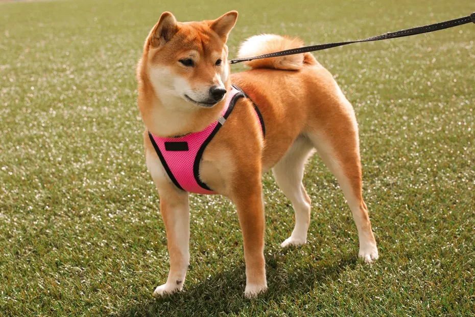 Beautiful Shiba Inu dog in a pink harness