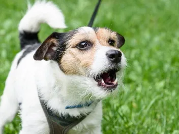 Why Is My Dog Barking? 8 Reasons & How to Stop It