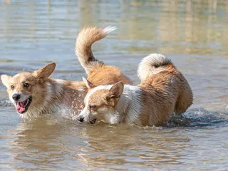 Can a Corgi Swim? Vet-Reviewed Facts & Tips