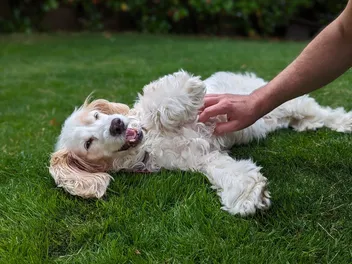 Do Dogs Have Tickle Spots? Vet-Verified Fun Facts