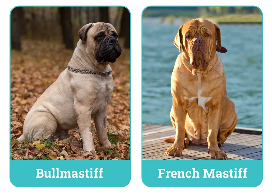 Bullmastiff vs French Mastiff
