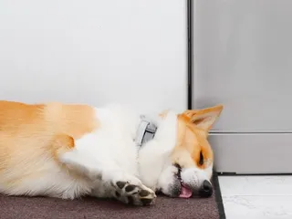 Do Corgis Sleep a Lot? 5 Reasons & Tips to Keep Them Active