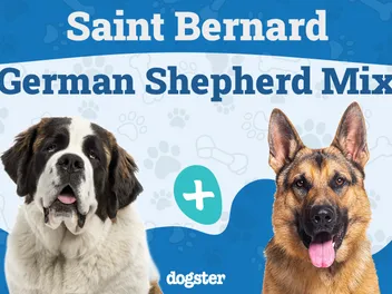 Saint Shepherd (Saint Bernard German Shepherd Mix): Info, Pictures, Care & More