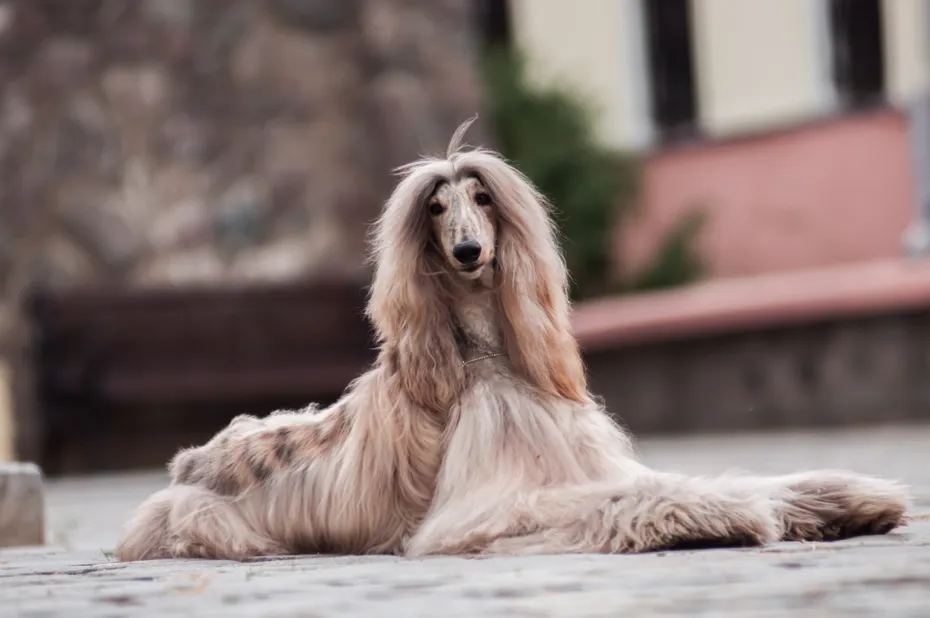 Afghan Hound lying on the ground