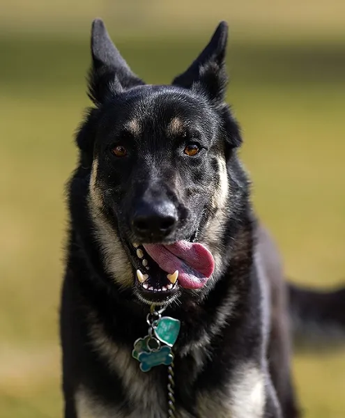 Major (Joe Biden's dog)