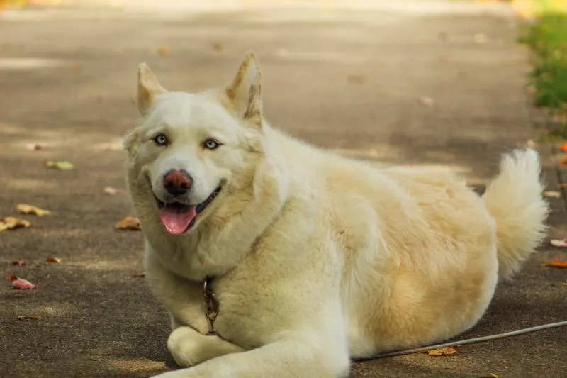 Akita Husky Mix posing in driveway
