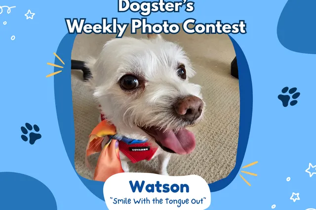 Dogster’s Weekly Photo Contest Winners: Smile With the Tongue Out (February 19, 2026)