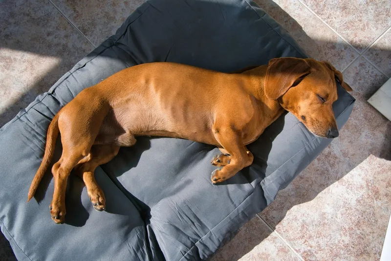 dog lying on his side