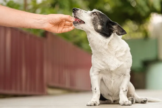 Trifexis for Dogs: Our Vet Explains the Uses & Efficacy