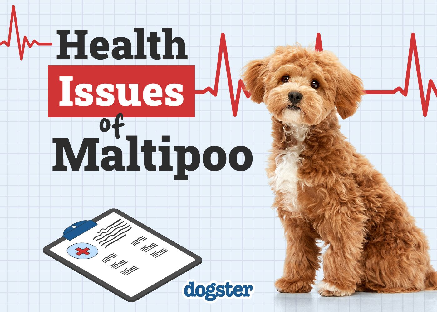 Dogster_Health Problems of Maltipoo