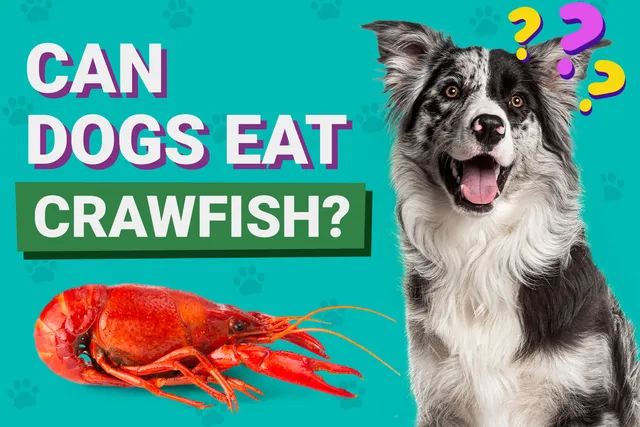 Can Dogs Eat Crawfish? Vet Reviewed Facts & FAQs