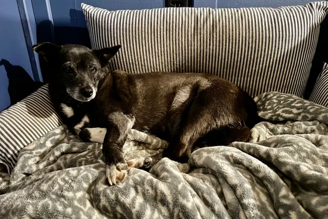 The Dog Bed Situation: How I Accommodate Two Picky Ladies
