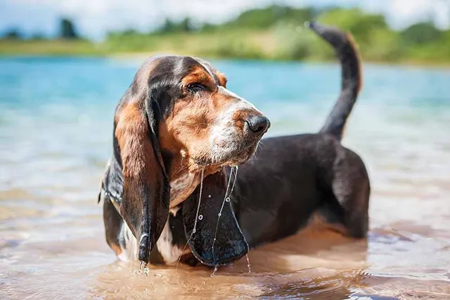 How Well Can a Basset Hound Swim? Vet-Reviewed Facts & Training Methods