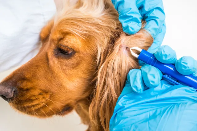 Anaplasmosis In Dogs: Our Vet Explains the Signs, Causes & Treatment