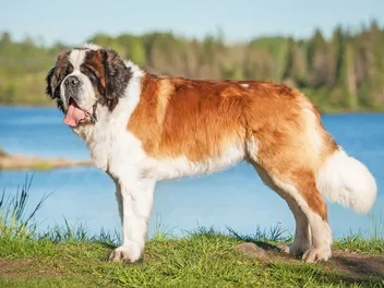 Saint Bernard Dog Breed: Info, Pictures, Facts & Traits