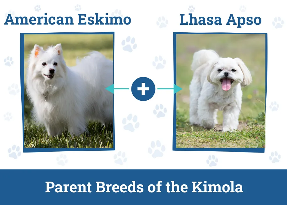 Parent Breeds of the Kimola