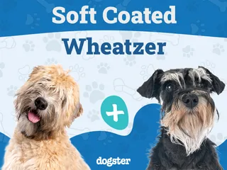 Soft Coated Wheatzer Dog Breed: Info, Pictures, Care & More