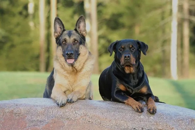 Are Rottweilers Good With Other Dogs?