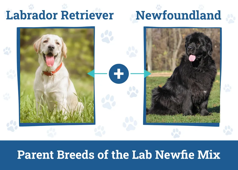 The Parent Breed Of Lab Newfie Mix