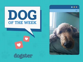 Dogster Photo Contest: Dogs of the Week Winners (July, 24 2025)