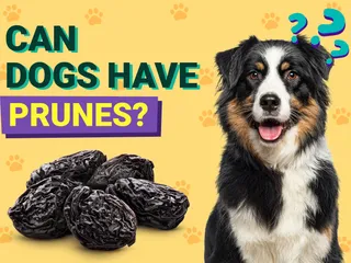 Can Dogs Have Prunes? Vet-Verified Nutrition Facts & FAQ