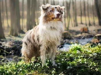 How Much Does It Cost to Own an Australian Shepherd? (2026 Guide)