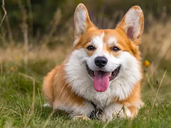How to Clean Corgi Ears: 6 Vet-Approved Tips