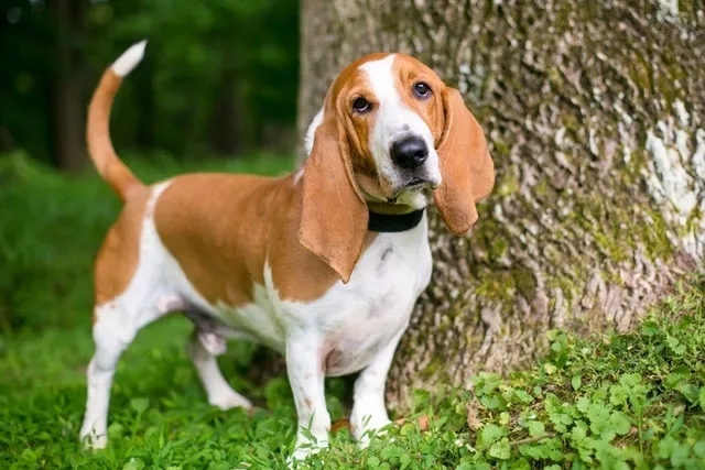 10 Interesting Basset Hound Facts to Know (Vet-Verified)