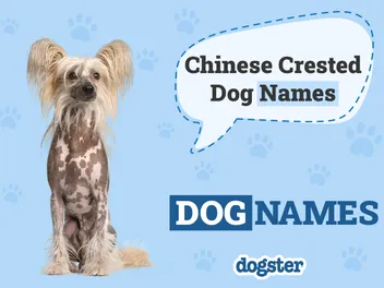 100+ Chinese Crested Dog Names: Ideas for Unique Dogs